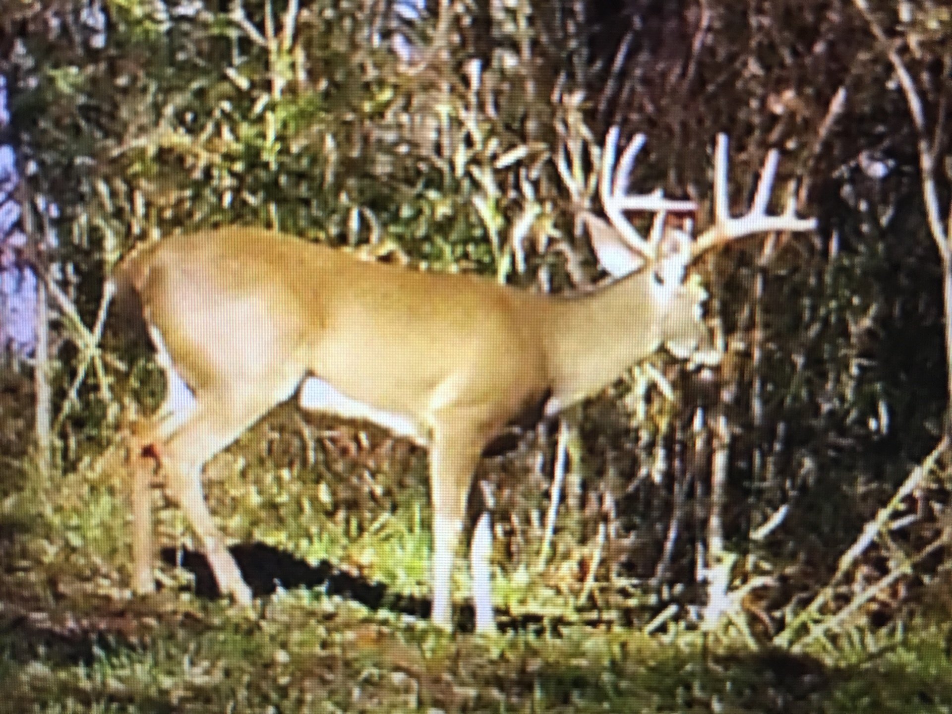 Palmetto on the Big Black River Mississippi Delta Hunting Lease