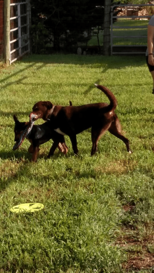Pet Hotel l Maiden, NC l HowlADay Inn Resort