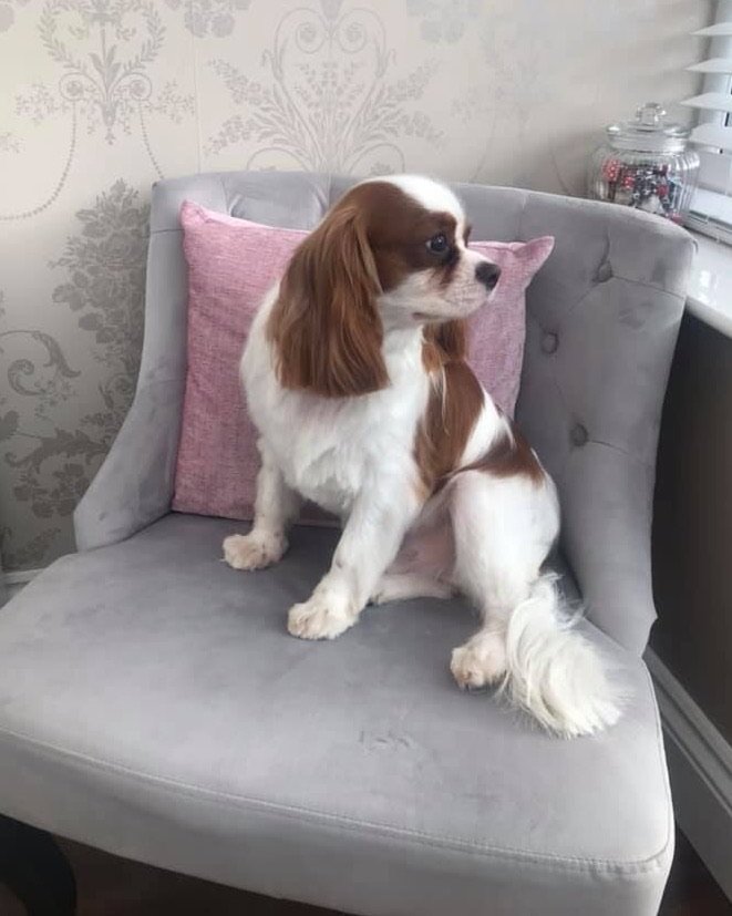 Dog groomer Perfect Pooches Dog Grooming