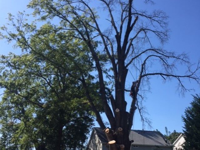 Tree Removal Charlotte, NC Hartsell Tree Service