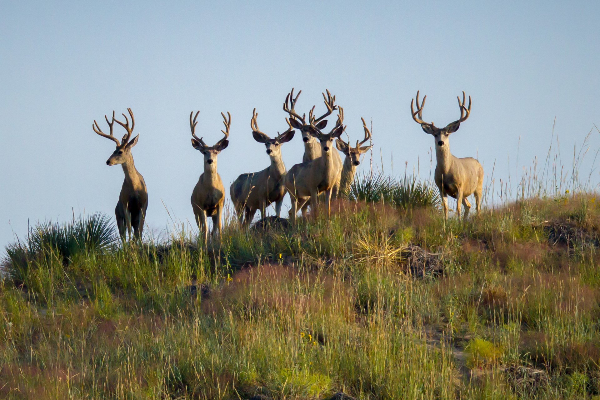 Deer Meadows Outfitters Trophy Deer Hunts in the Nebraska Sandhills