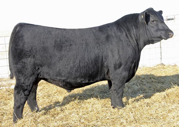 Greswick Angus East Seaham, NSW Angus Bulls For Sale