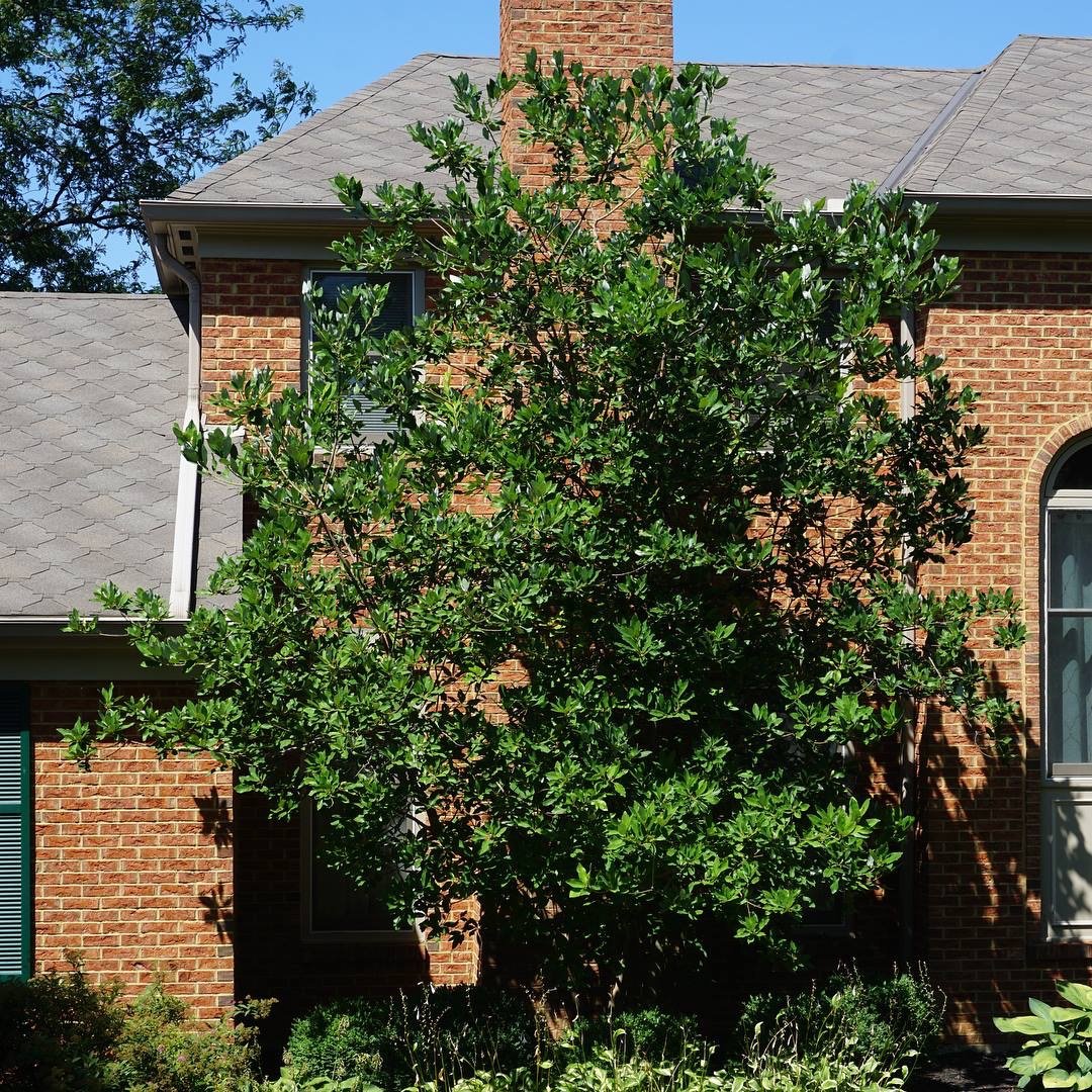 Tree Service Cincinnati, OH Dave Stang's Certified Tree Care
