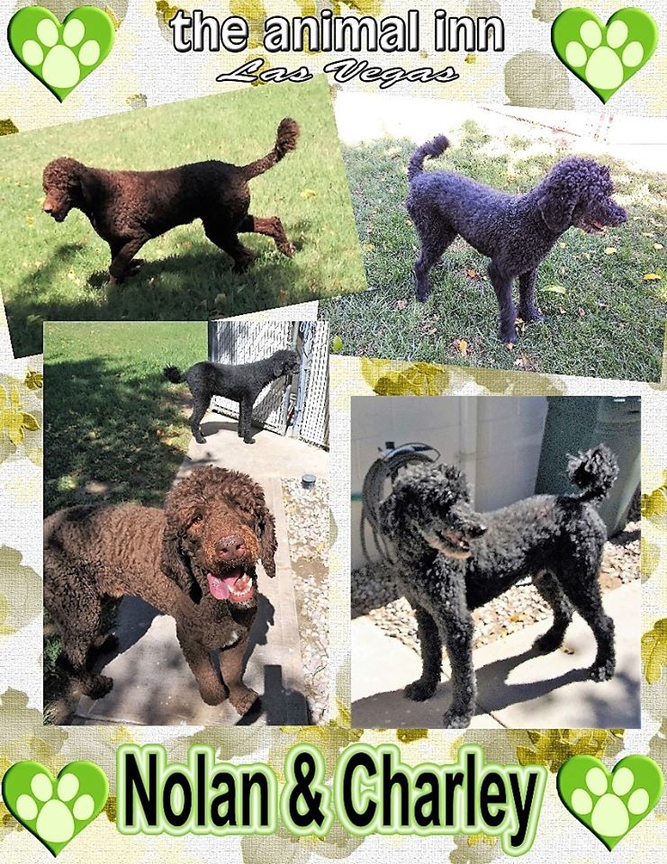 Happy Pets Las Vegas Strip, NV The Animal Inn