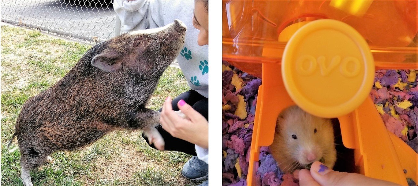 Local Pet Boarding Las Vegas, NV The Animal Inn