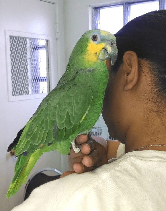 Information Las Vegas Strip, NV The Animal Inn