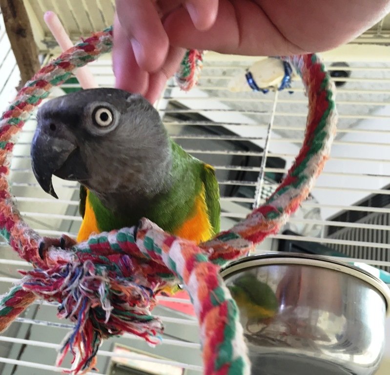 Happy Pets Las Vegas Strip, NV The Animal Inn