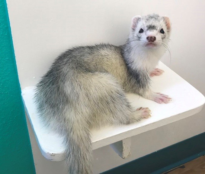 Happy Pets Las Vegas Strip, NV The Animal Inn