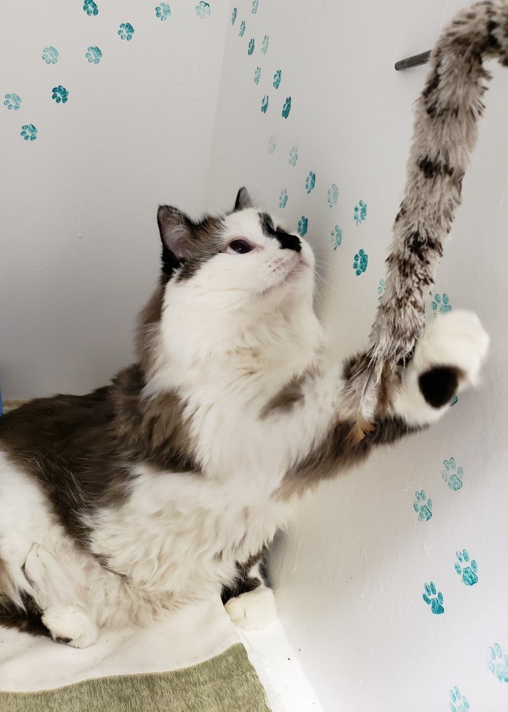 Local Pet Hotel Las Vegas Strip, NV The Animal Inn