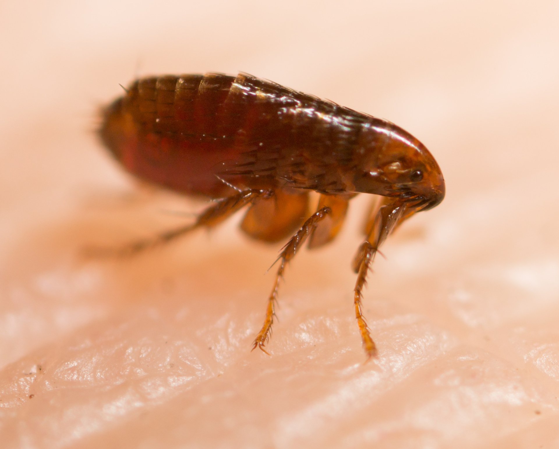 Flea Control