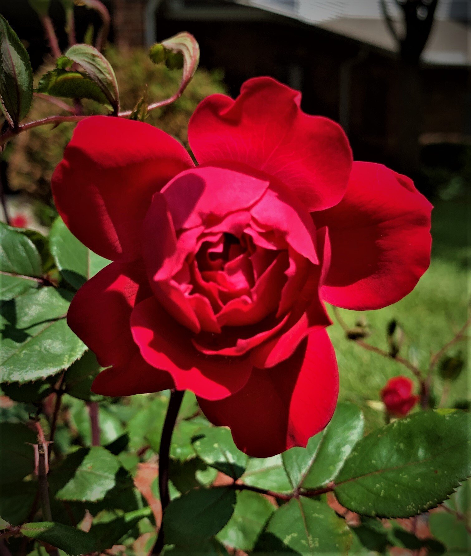 Harmony Court Bellevue Ne at James Hart blog