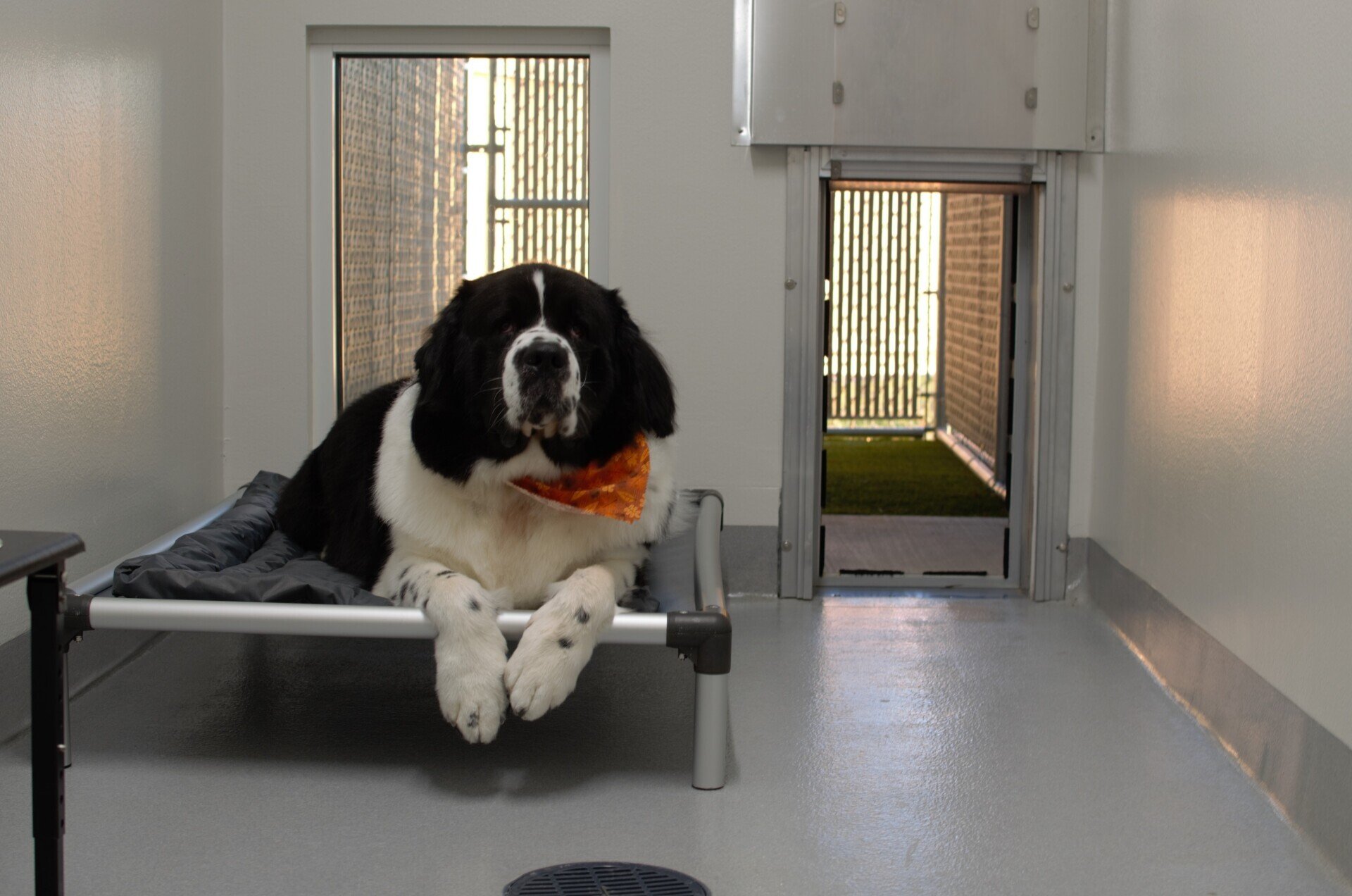 Pet Boarding Stoughton, WI Quarry Kennels