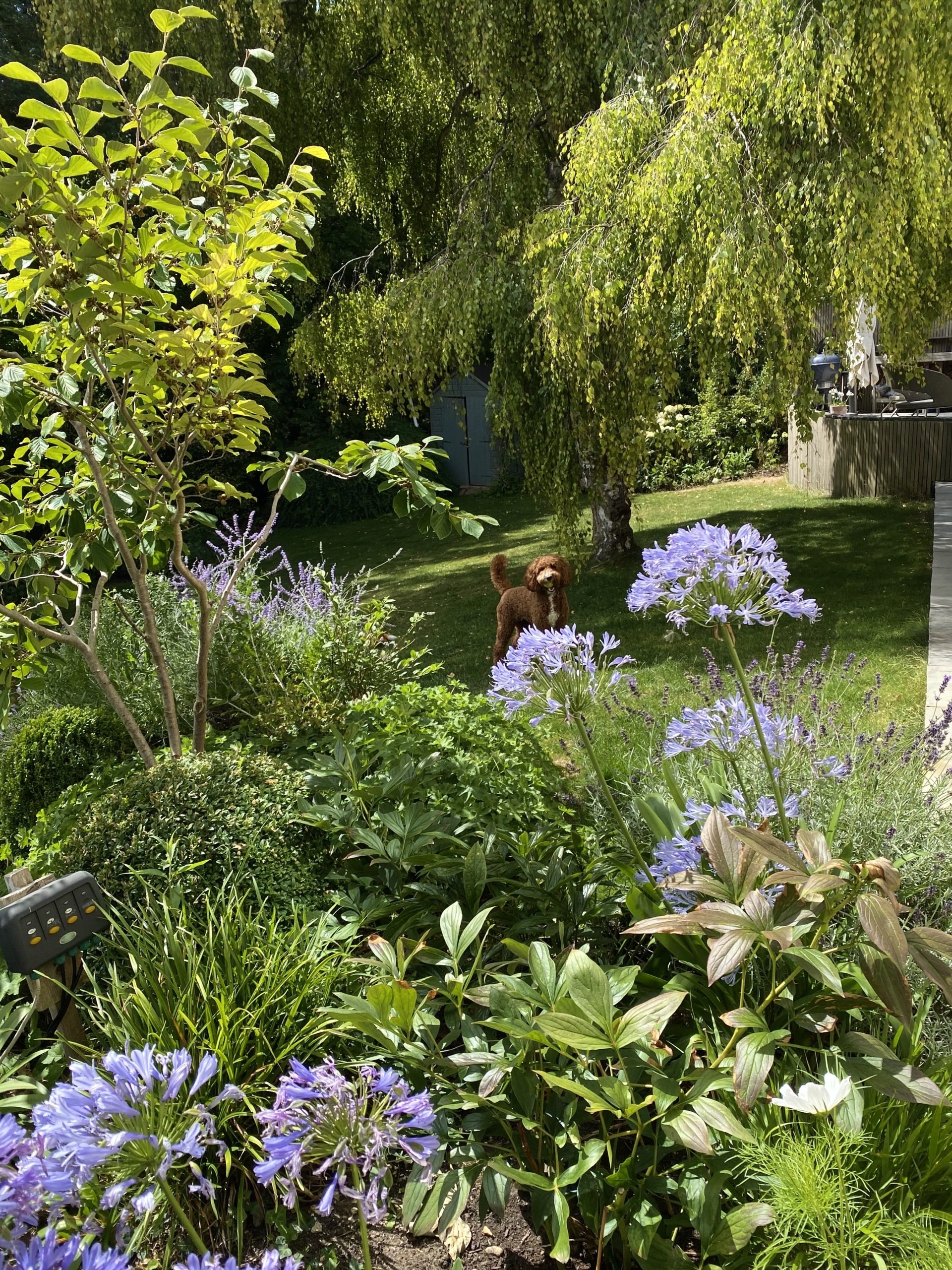 Your Lovely Garden garden and landscape design Marlow