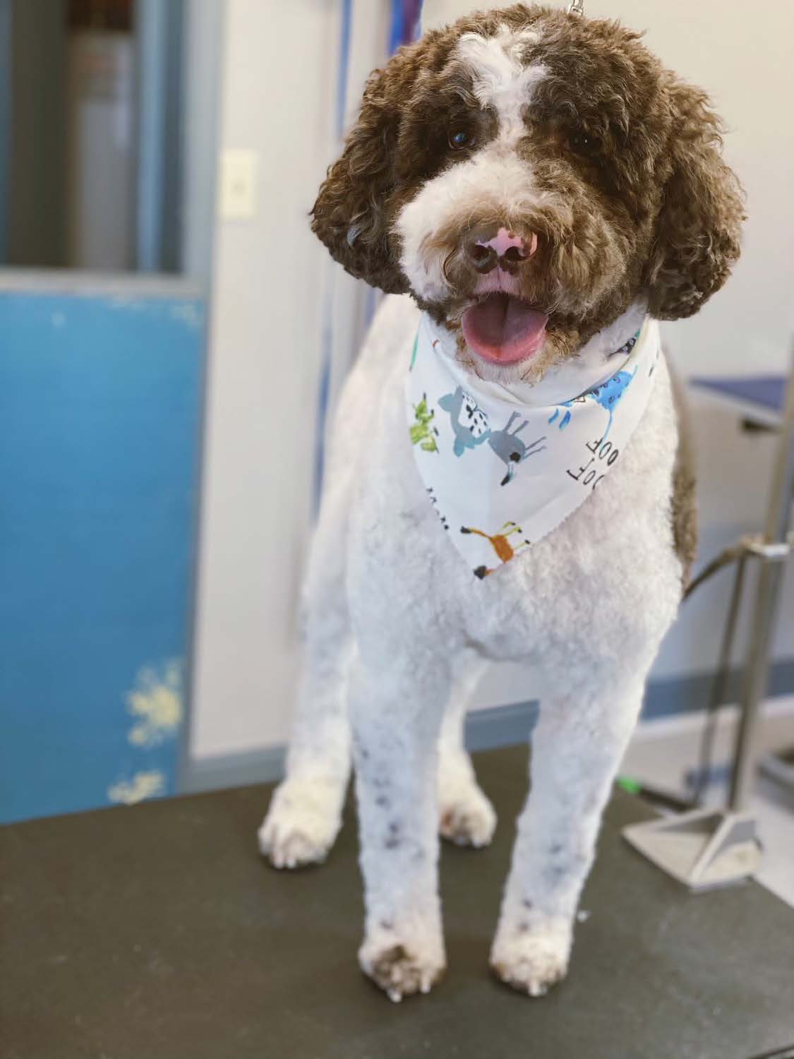 Grooming Services Tri State Pet Care