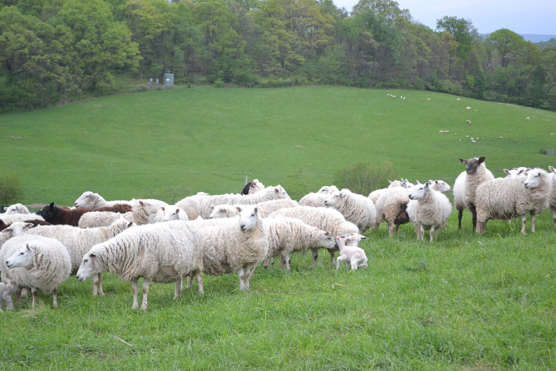 Jamison Farm Latrobe PA Natural Pasture Raised Lamb