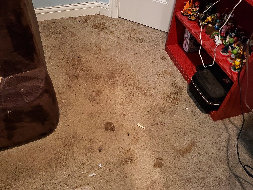 Carpet Cleaning Columbus, OH Buckeye Carpet Care Inc