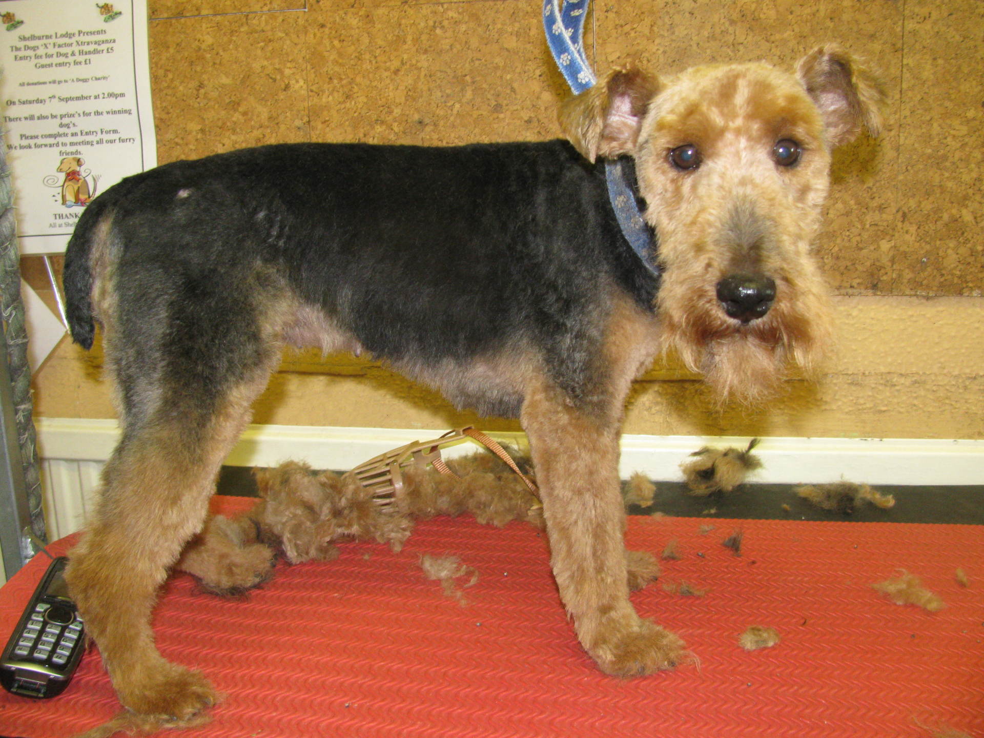 Dog grooming in High Claire's Canines