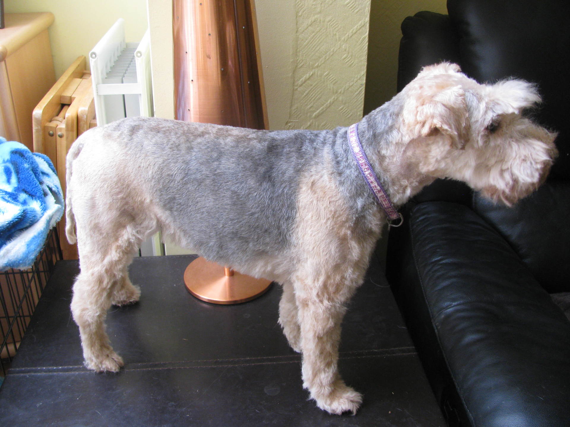 Dog grooming in High Claire's Canines