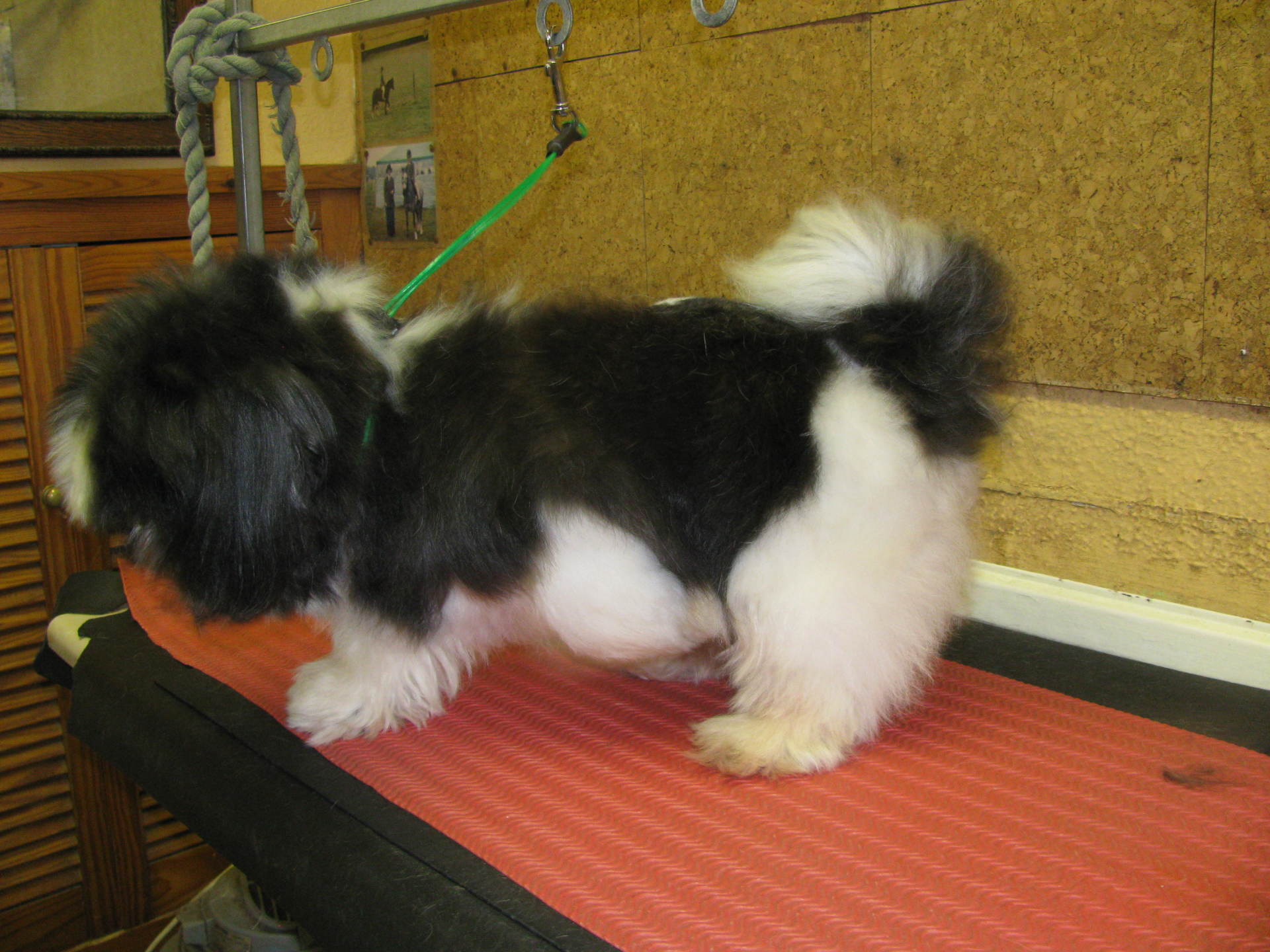 Dog grooming in High Claire's Canines