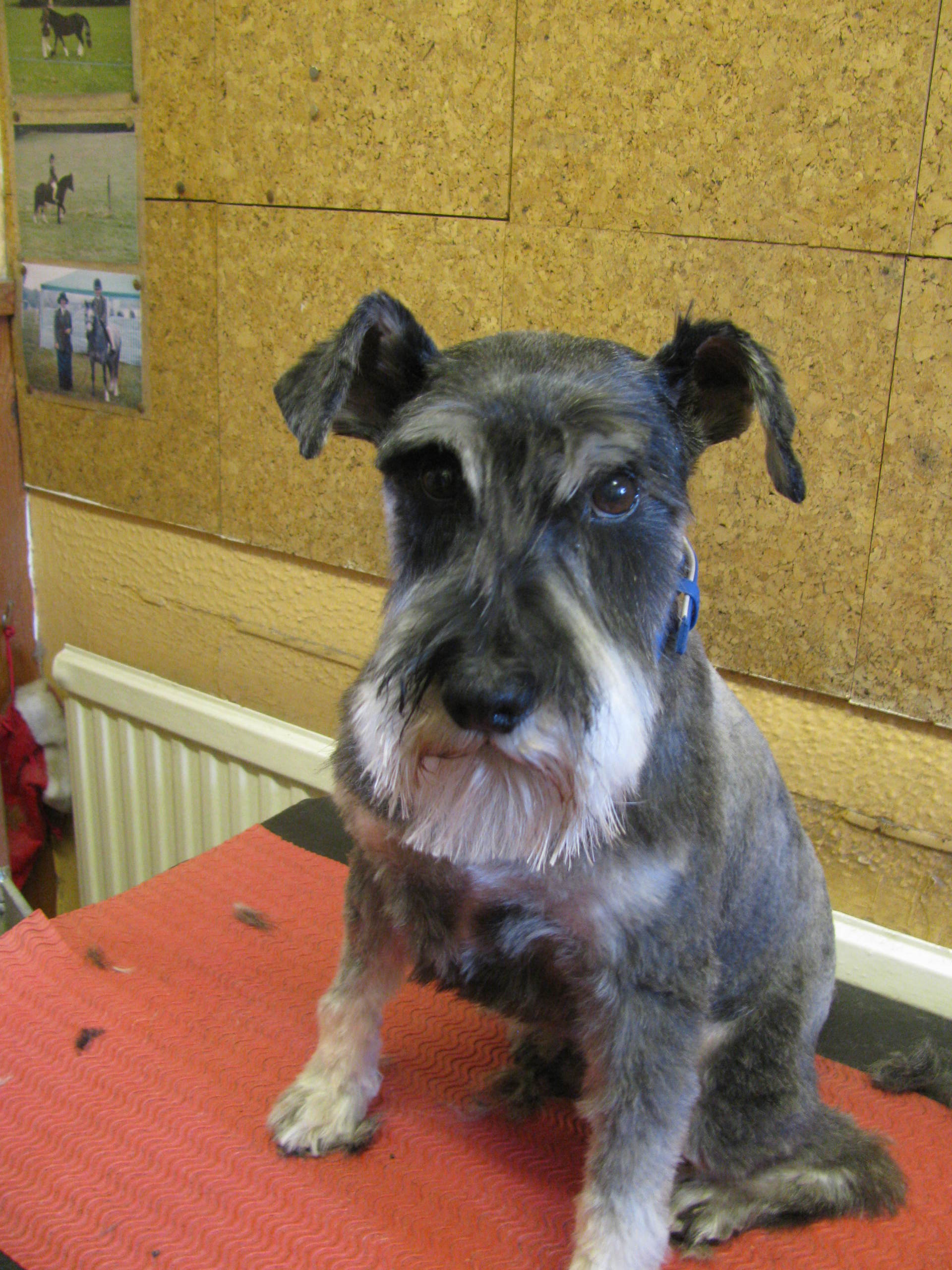 Dog grooming in High Claire's Canines