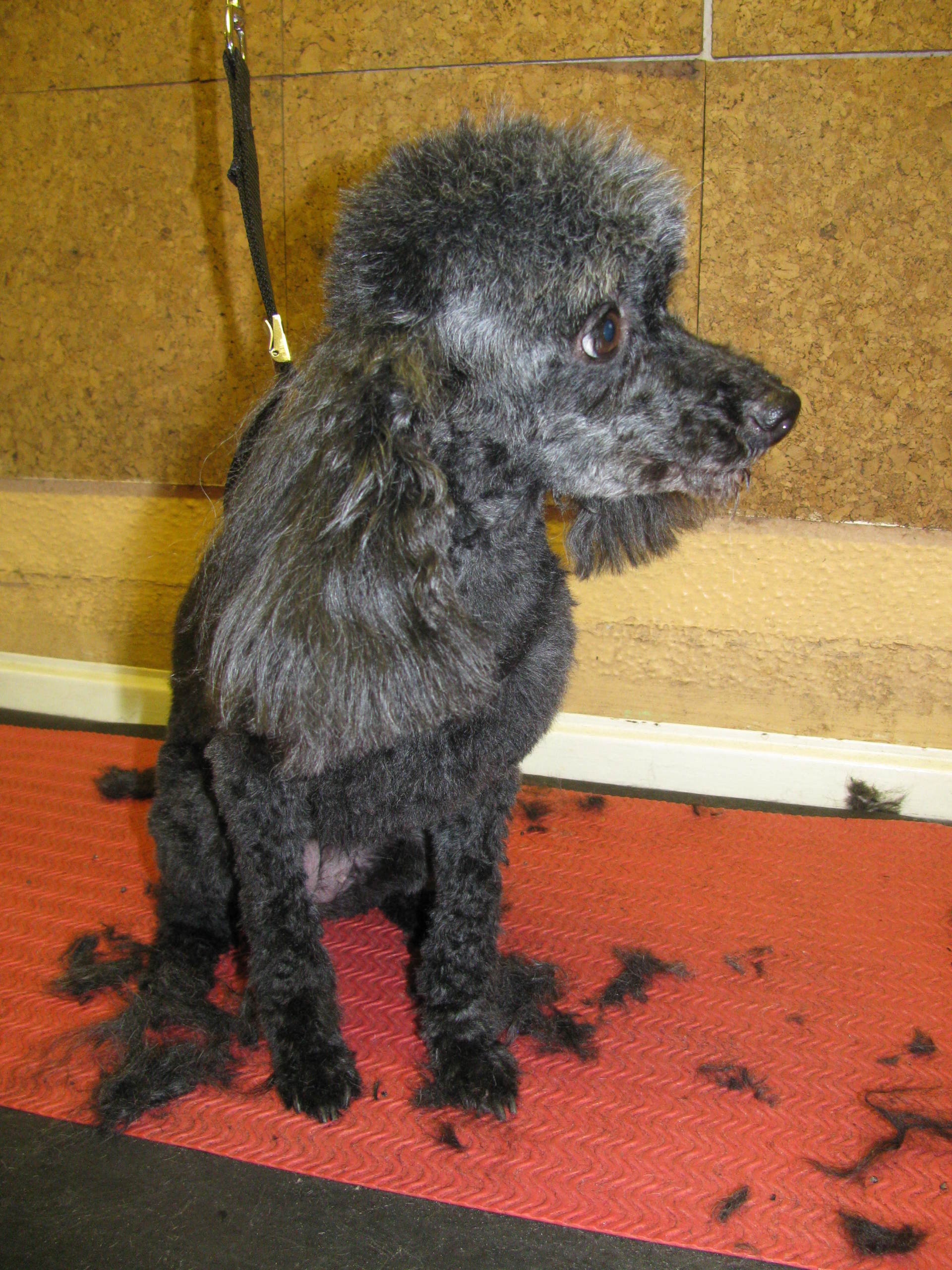 Dog grooming in High Claire's Canines