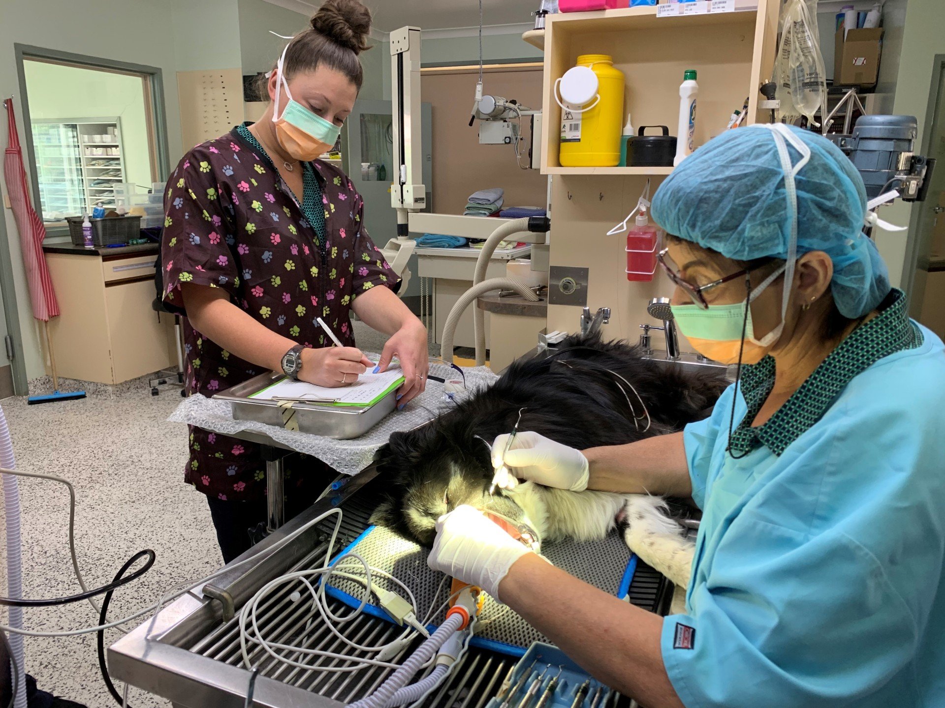 Veterinary Services Horsham Veterinary Hospital