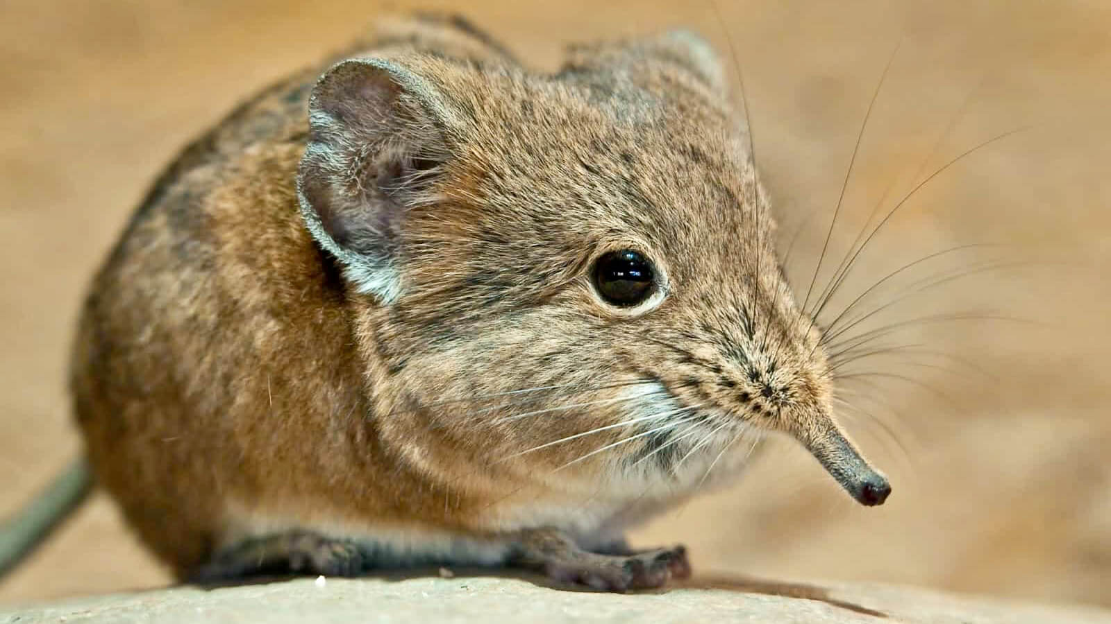 Small Five of Africa Little 5 Creatures of South Africa to Explore