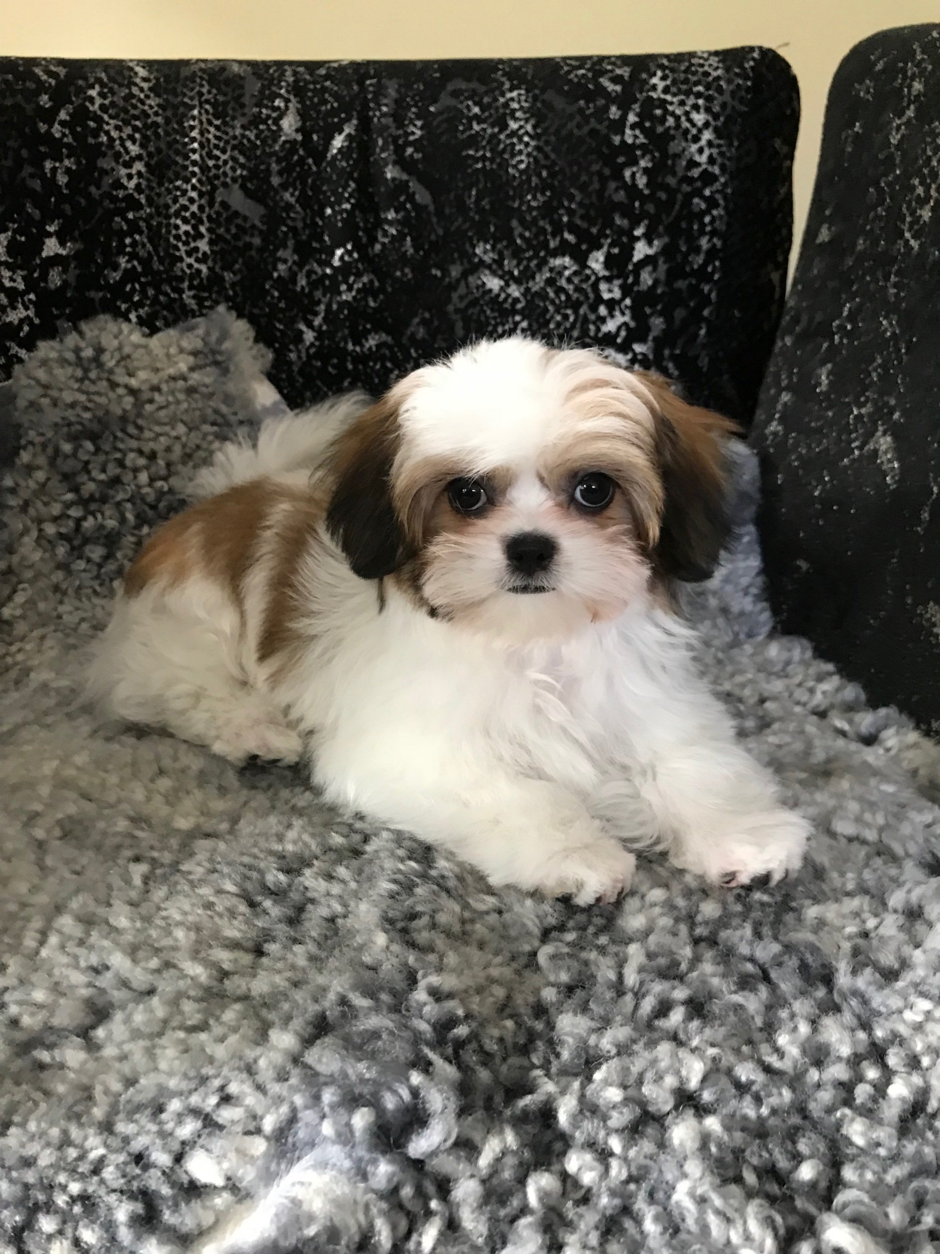 MiKi Puppies for Sale Rare Gem MiKis