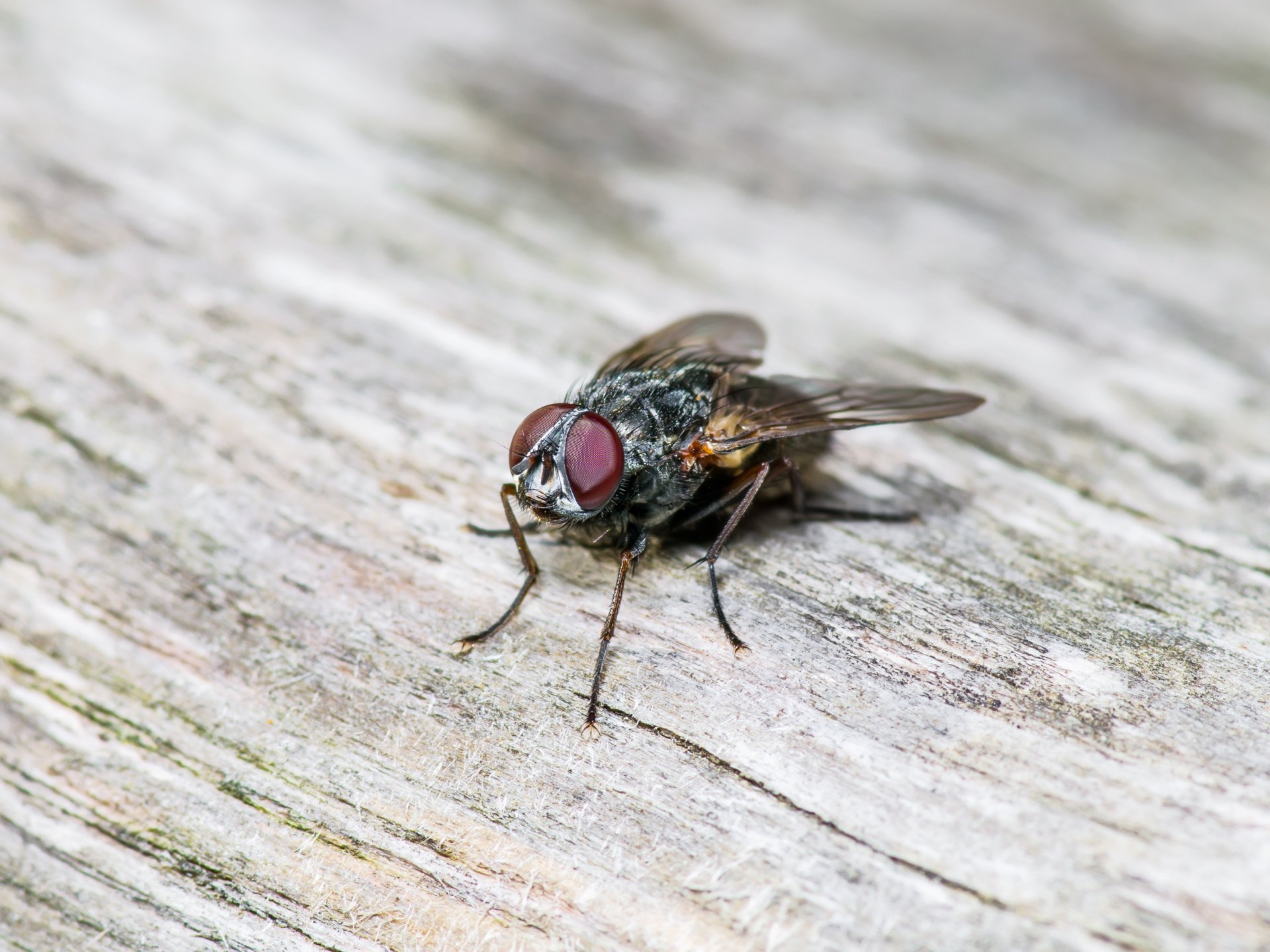 Fly Pest Control & Exterminators Los Angeles, Orange County, San