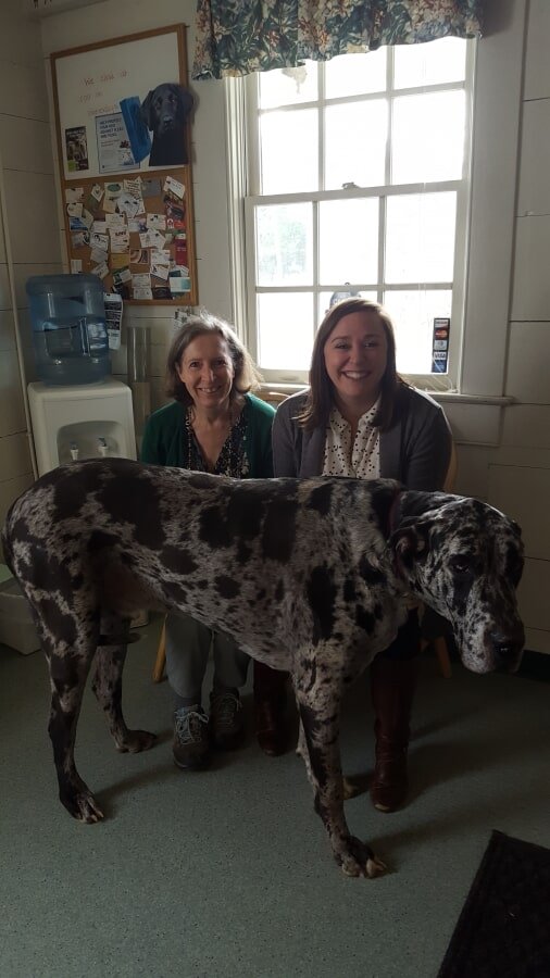 Veterinarian Keene, VA Piedmont Veterinary Service