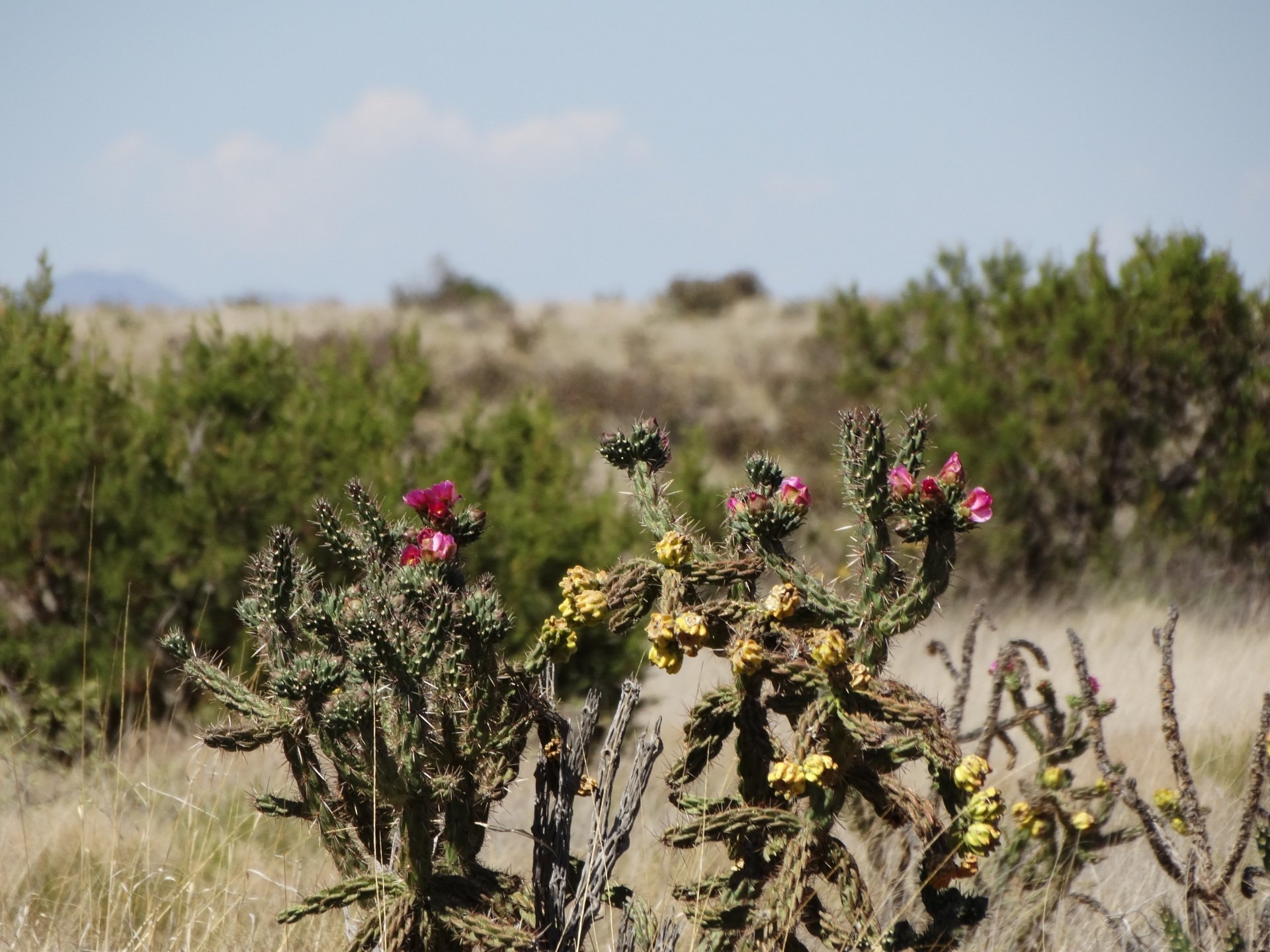New Mexico Land for Sale Undeveloped Raw land