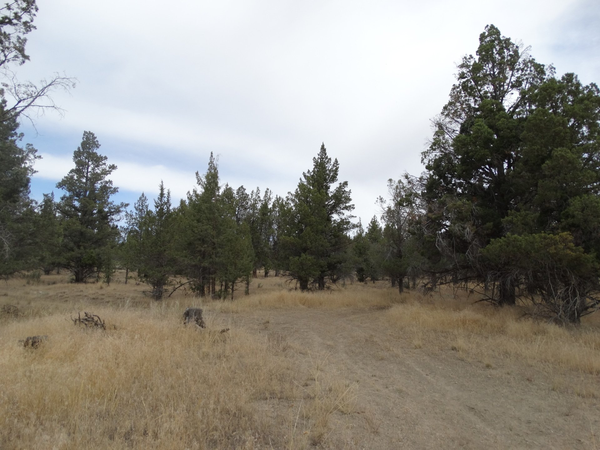 Rural Land for Sale Undeveloped Property Modoc Recreational Estates