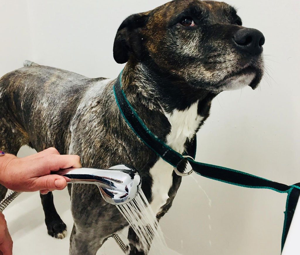 Dog hydrobath Muttley Makeovers