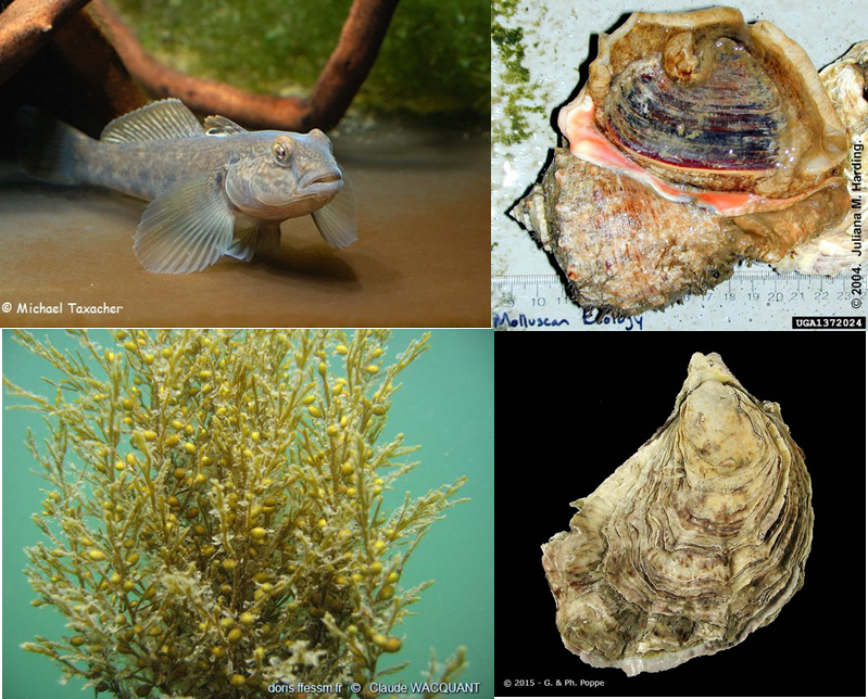 They came. They saw. They conquered? The basics of invasive species in