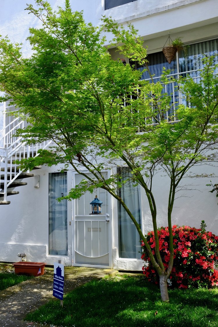 Apartments Near Downtown Napa, CA/Quiet Residential Neighborhood