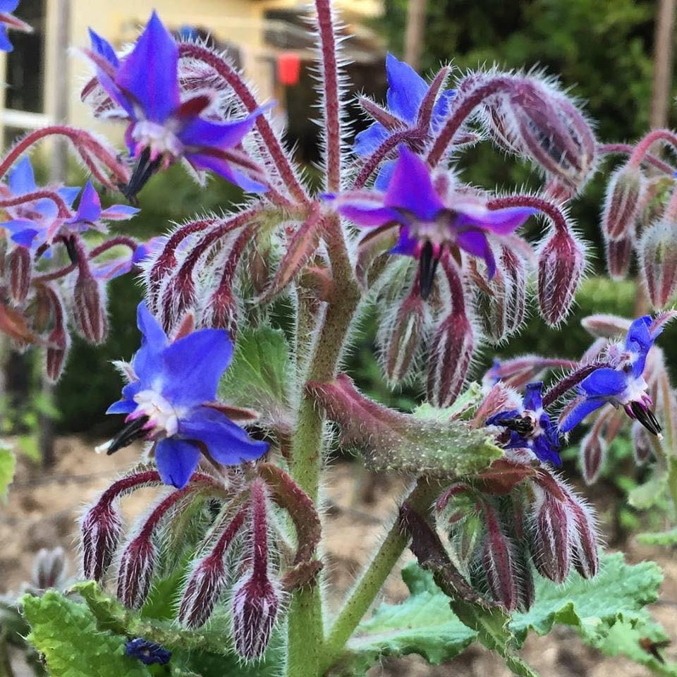 Nurseries in Forster NSW Wingham Nursery & Florist