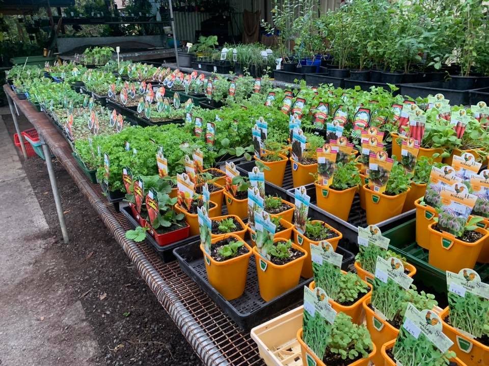 About Us Wingham Nursery & Florist