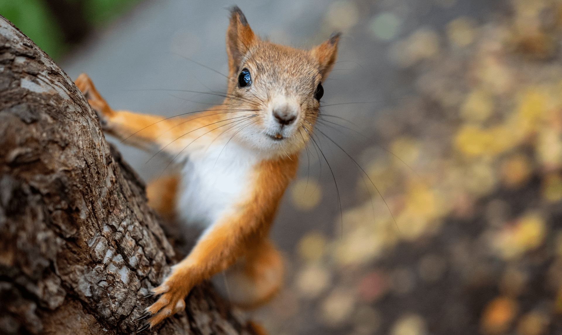 Pet Squirrels A Cautionary "Tail"