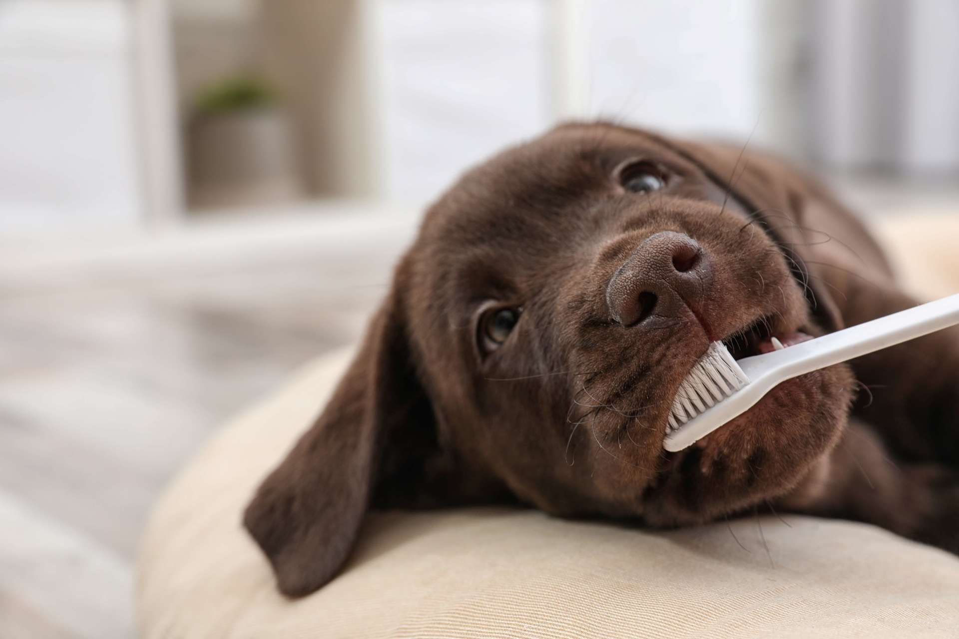 Everything You Need to Know About Getting Your Pet's Teeth Cleaned