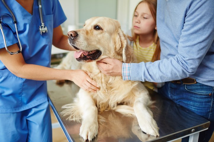 Animal Emergency Care San Angelo, TX Knickerbocker Road Animal Hospital