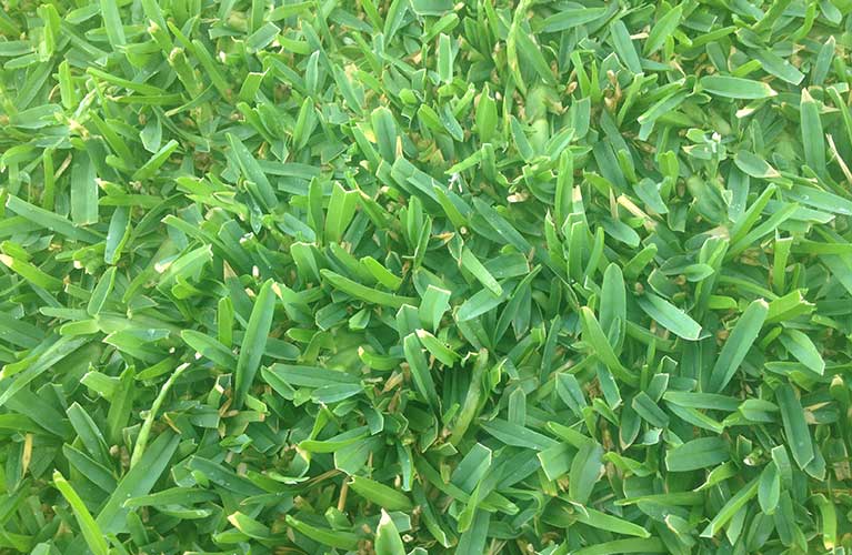 Roll on Lawn Varieties Perth Westland Turf