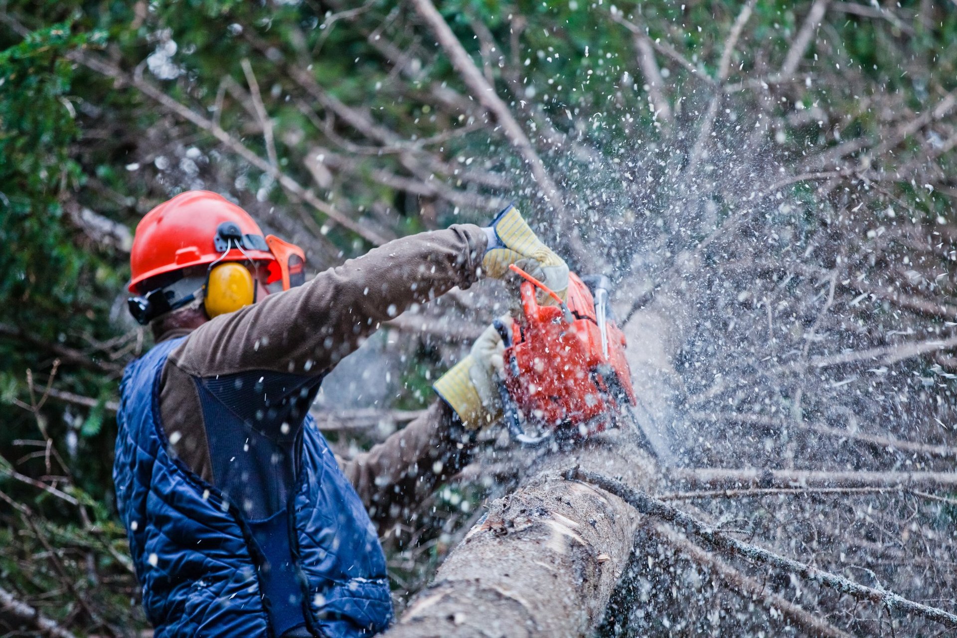 Tree Service in Waterbury, CT Ed the Tree Man, LLC
