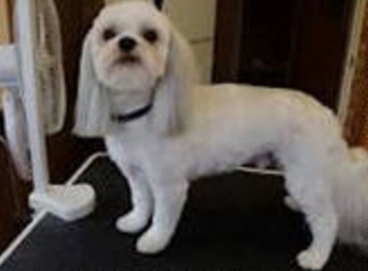 Dog styling boutique Posh Paws