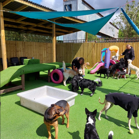 Dogs and Divas Trafford Park Manchester Dogs & Divas Doggy