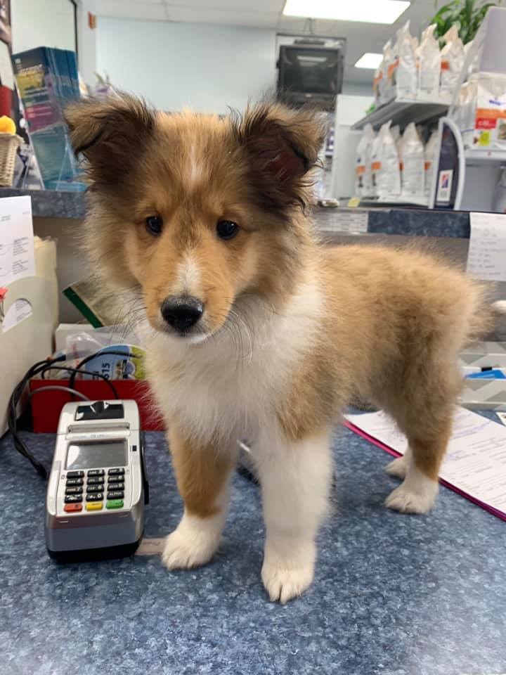 Animal Hospital Burke, VA Parkway Veterinary Clinic