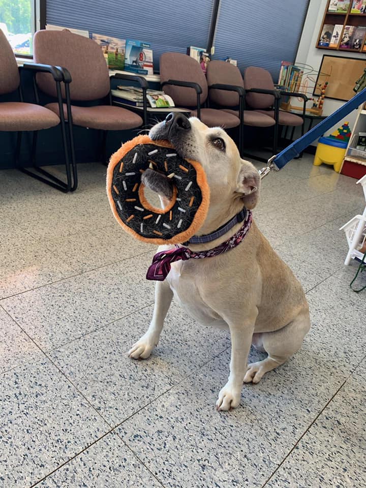 Animal Hospital Burke, VA Parkway Veterinary Clinic