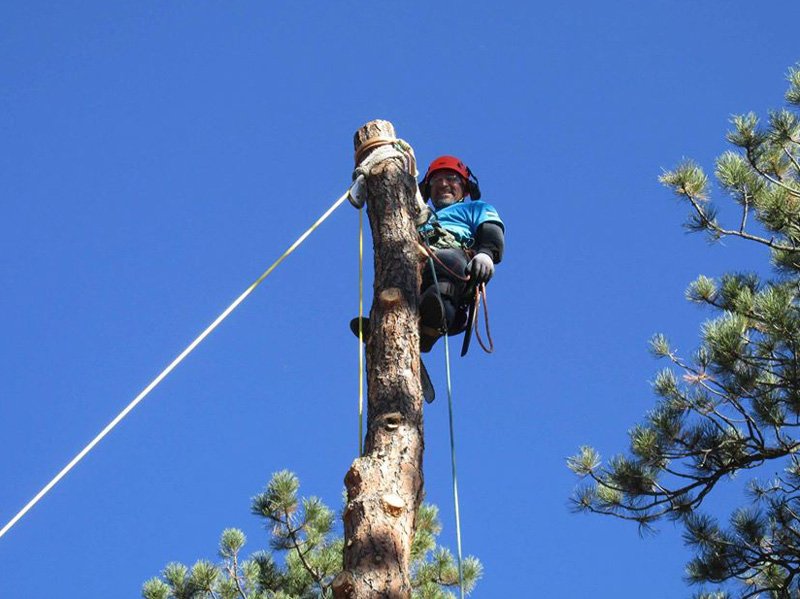 Arborist Rigging Applications Photo Gallery