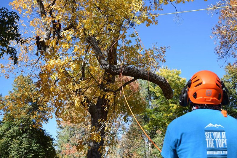 Arborist Rigging Applications Photo Gallery