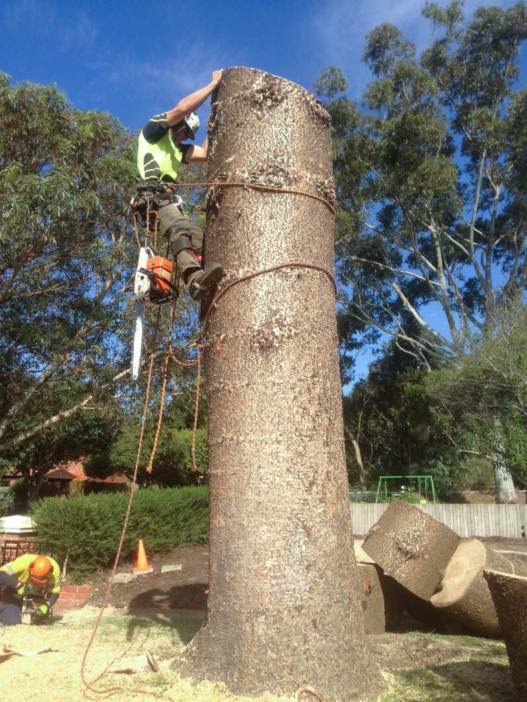 Trees of Eden Tree Services in Perth, WA Tree Pruning, Tree Removal
