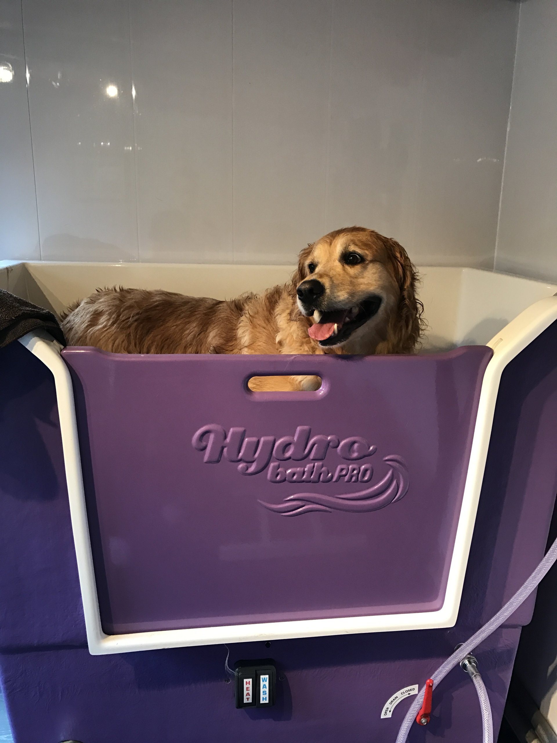 Cloud K9 Grooming & Styling for Dogs, Matlock, Derbyshire